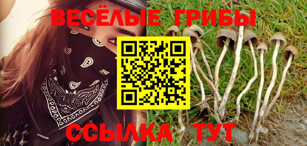 Галлюциногенные грибы Psilocybe Амурск